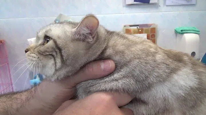 Измерение давления у кошки