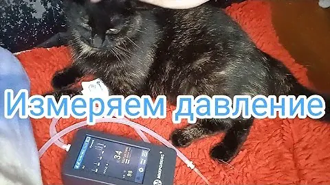 Измеряем артериальное давление у кошки🐱специализированный ветеринарный тонометр